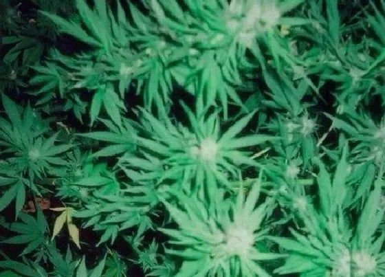 叶子|麻叶是什么植物的叶子