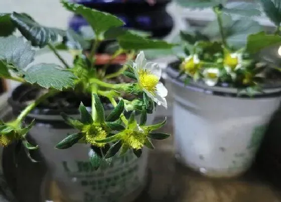 开花时间|草莓什么时候开花和结果