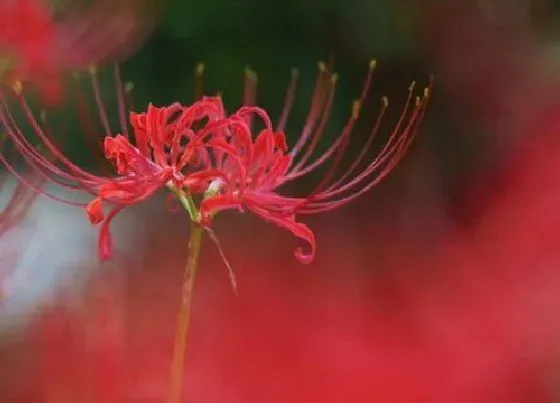 花朵|石蒜花的特点赞美（介绍形状、颜色、种类、功效作用）