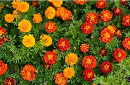 植物播种|孔雀草种子怎么种植 种植时间与方法全过程