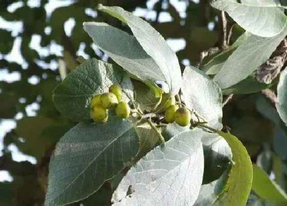 植物百科|冰粉树是什么植物