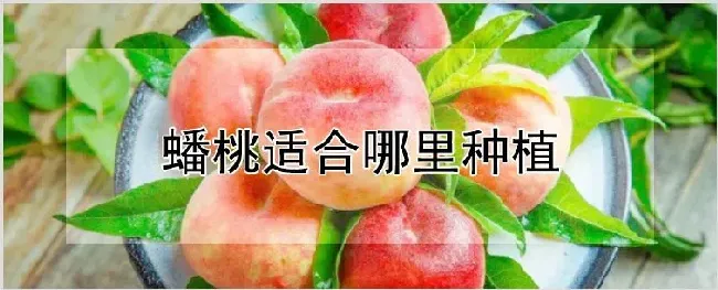 蟠桃适合哪里种植 | 农业技术