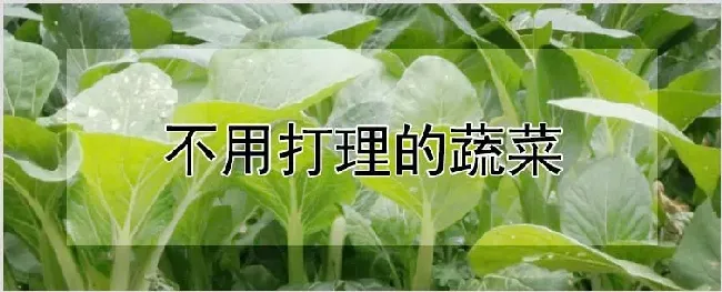 不用打理的蔬菜 | 养殖技术