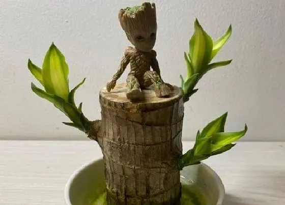 植物百科|巴西木能不能晒太阳