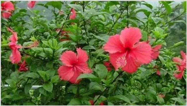 扶桑花的养殖方法 | 农业科普