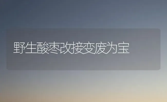 野生酸枣改接变废为宝 | 瓜果种植