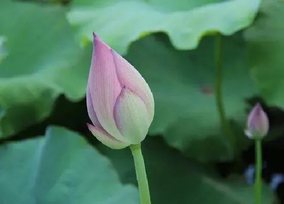 不开花|荷叶为什么不开花