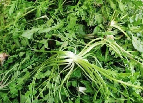 植物百科|菱角菜又叫什么菜
