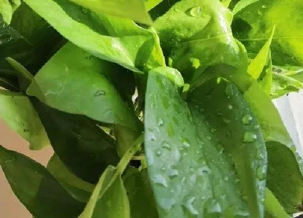 植物浇水|绿萝几天浇一次水最好