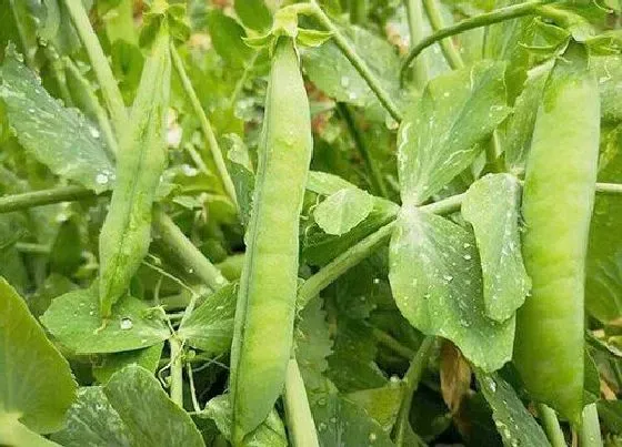 种植方法|豌豆种植时间和方法 栽种时间与管理技术