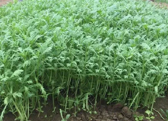 植物种类|绿叶菜类蔬菜有哪些 绿色叶菜类蔬菜名称大全（图片）