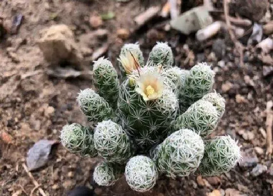 植物百科|白鸟开花吗 开花是什么样的