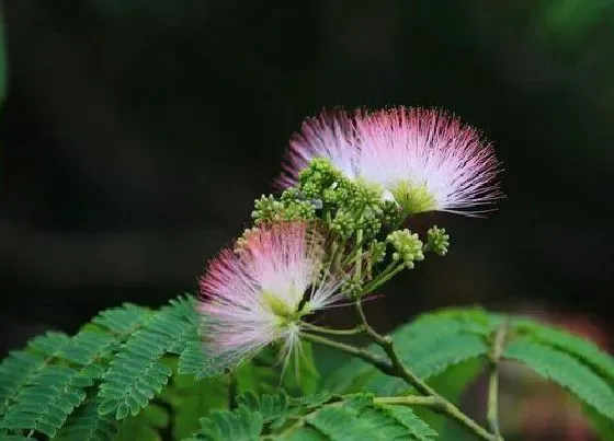 庭院摆放|合欢花适合种在院子里吗 在家里种植要注意位置