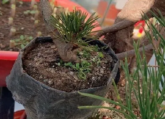 植物育苗|五针松种子催芽方法 种子怎么播种发芽快