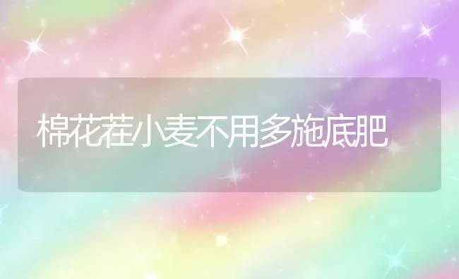 棉花茬小麦不用多施底肥 | 粮油作物种植