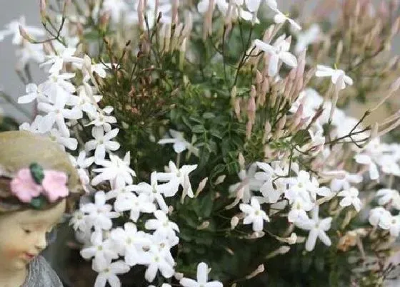 开花时间|多花素馨一年开几次花