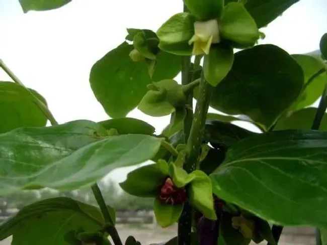 种植管理|为什么柿子树两三年了不结果，去年结果今年不结果的原因）