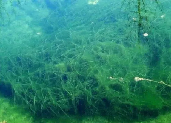 植物百科|螺旋藻是什么植物