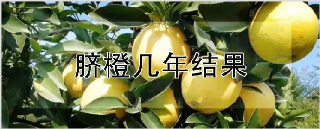 脐橙几年结果 | 耕种资料