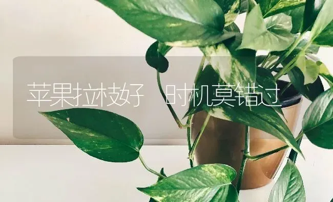 苹果拉枝好 时机莫错过 | 瓜果种植