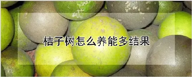 桔子树怎么养能多结果 | 种植资料