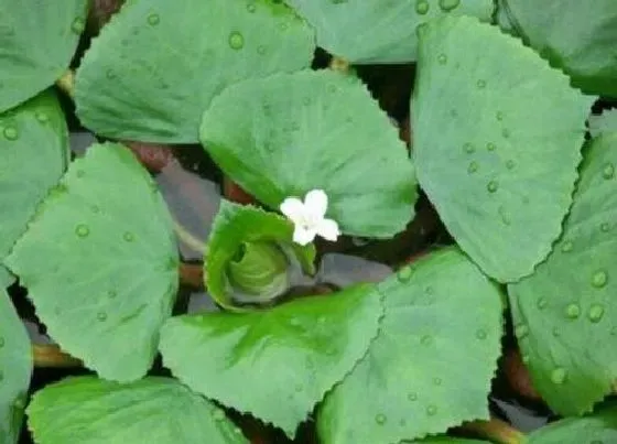 开花时间|菱角什么时候开花