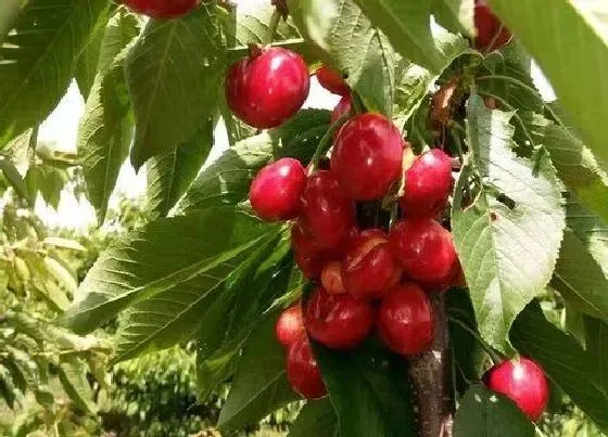 种植百科|桂林可以种樱桃吗