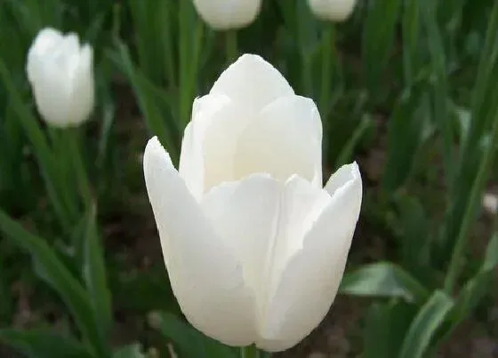 花语|什么花代表友谊