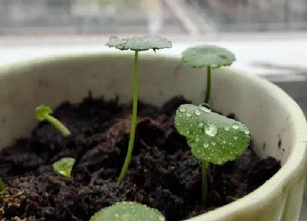 植物换土|养铜钱草用什么土最好 铜钱草适合什么土质