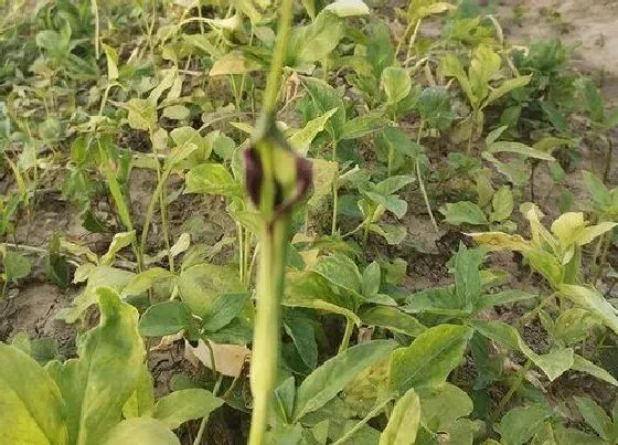 植物百科|药狗蛋是什么植物 属于什么科植物