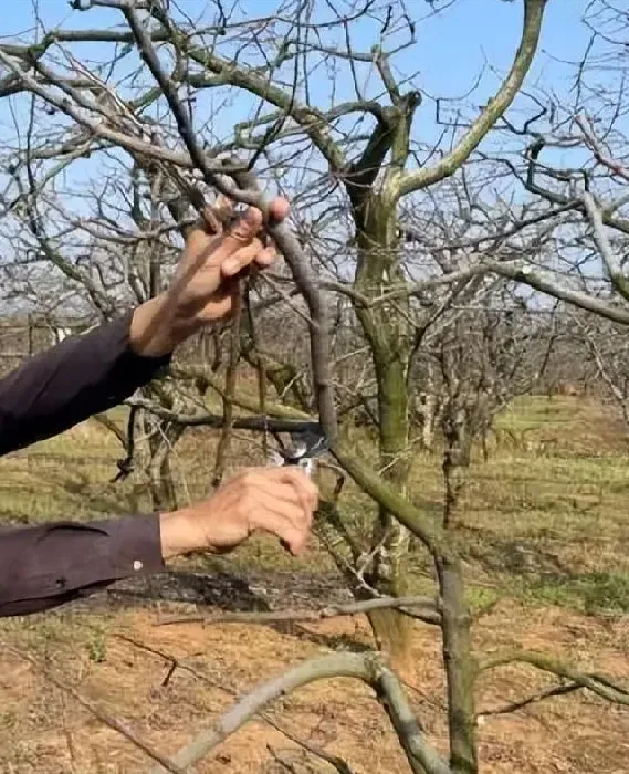 植物修剪|柿子树的修剪方法讲解，柿子树的合理修剪留枝及管理要点）