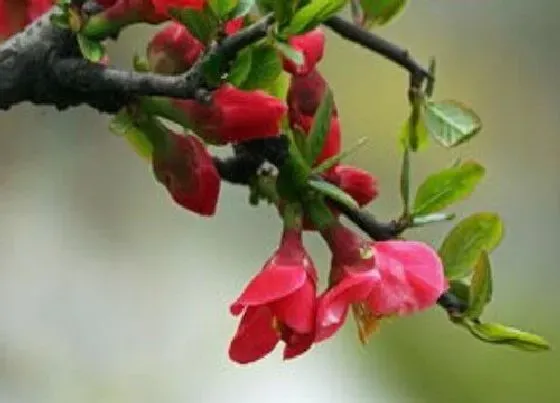 水果科普|海棠果和花红是一种水果吗