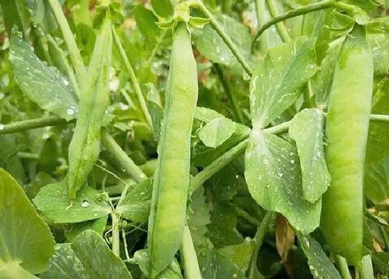 种植方法|豌豆种植时间和方法 栽种时间与管理技术