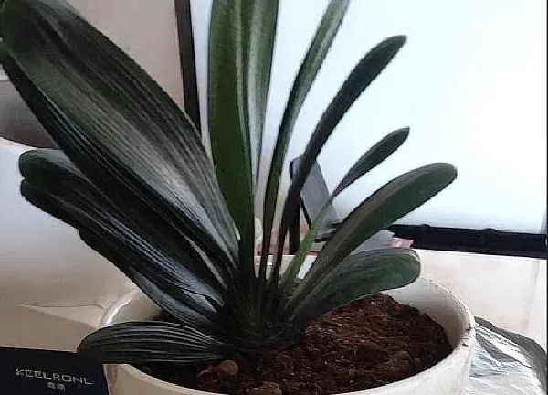 植物换土|君子兰怎么换土换盆