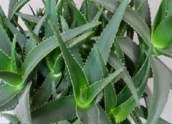 植物修剪|海虎兰怎么修剪好看