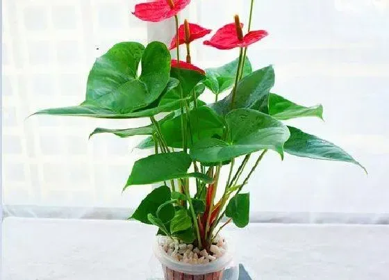 摆放常识|入户门口摆放什么植物好 适合进户门厅放的绿植盆栽