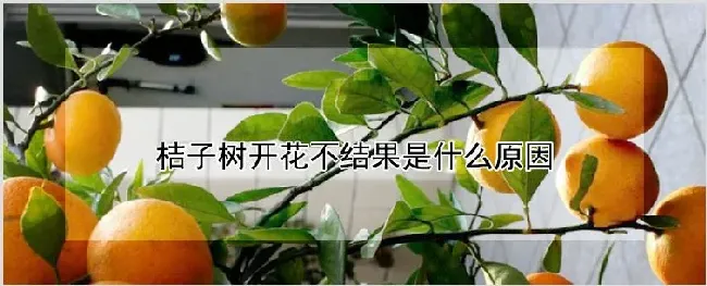 桔子树开花不结果是什么原因 | 耕种资料