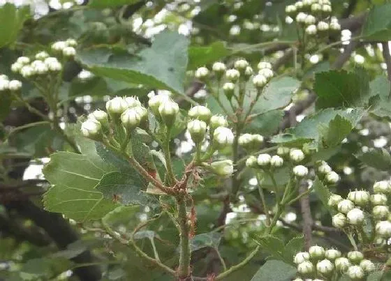 植物繁殖|山楂是自花授粉吗