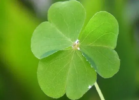 花卉百科|代表好运的花