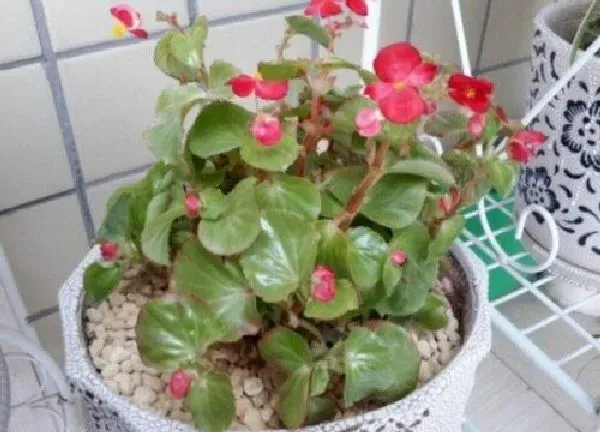 植物扦插|角堇可以扦插吗