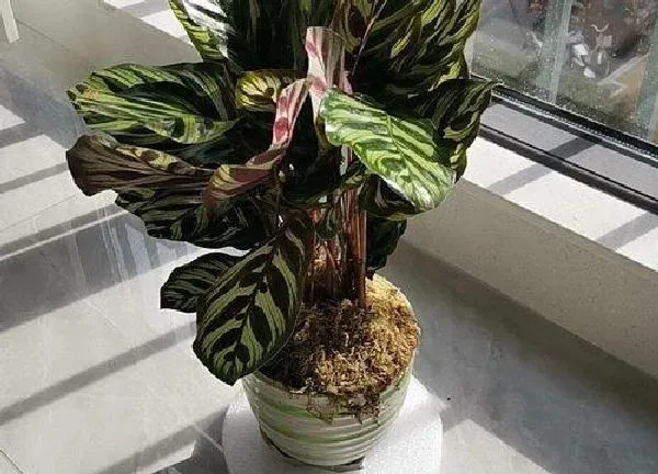 植物换土|竹芋换土时间和方法