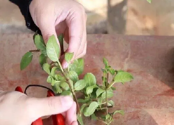植物扦插|吊钟花是几月份扦插最好