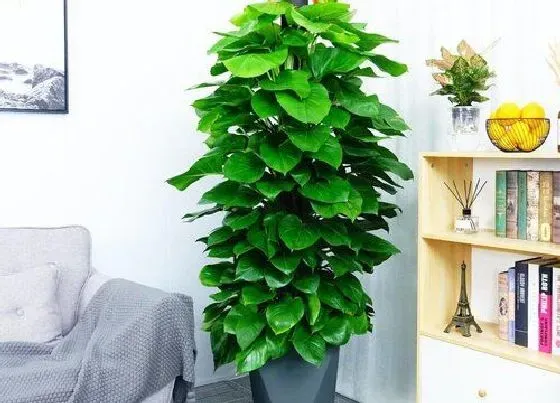 绿植|教师节送什么绿植