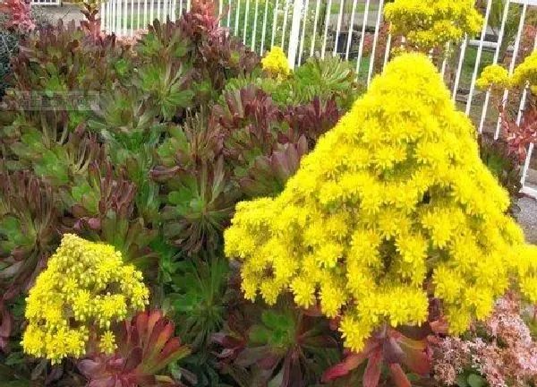 植物浇水|黑法师夏天多久浇一次水 夏季浇水方法