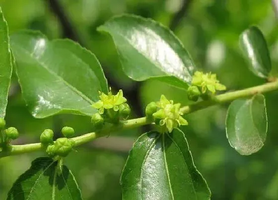 果实科普|枣子什么时候开花结果