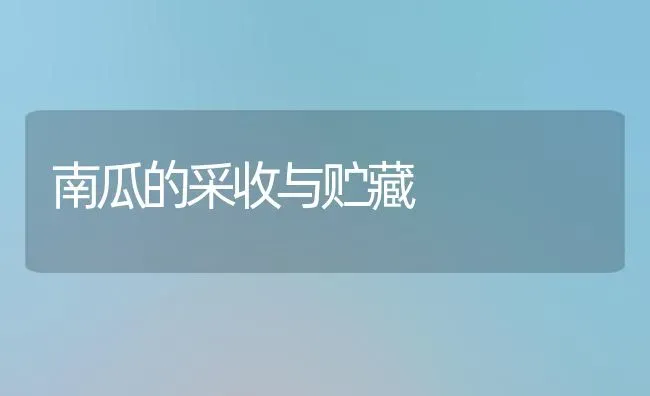 南瓜的采收与贮藏 | 蔬菜种植