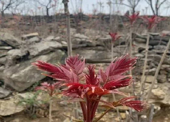 种植管理|香椿树几月份种植合适