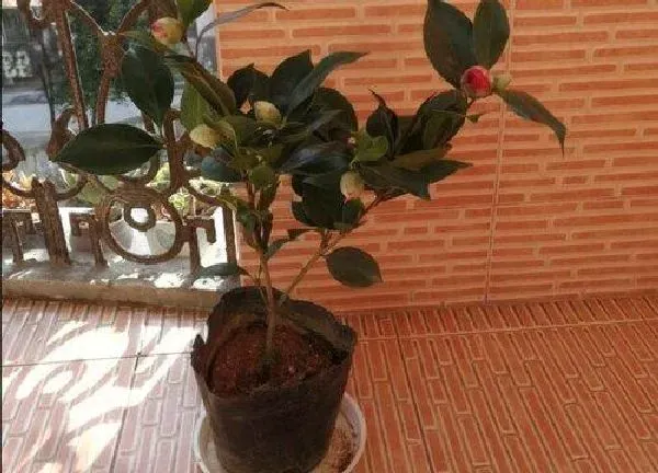 植物浇水|茶花多久浇一次水比较好 间隔多长时间浇水好