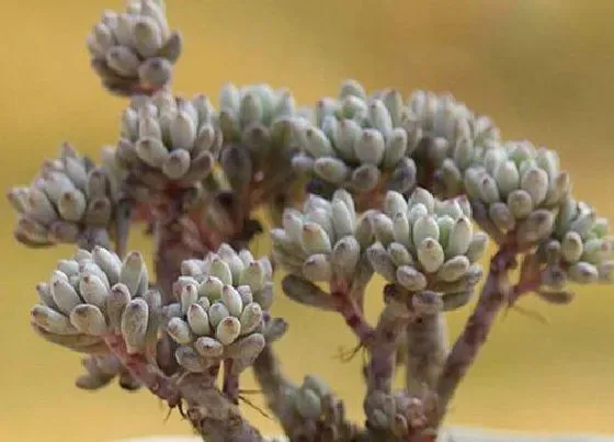 植物修剪|蓝豆徒长怎么办