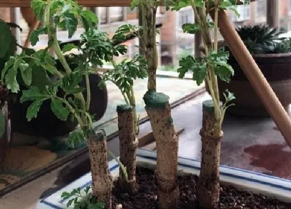 植物浇水|福禄桐水浇多了怎么办